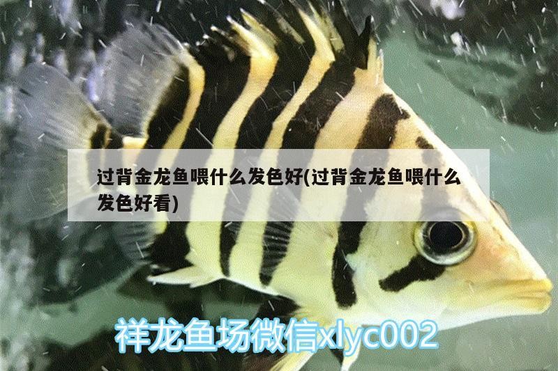 過背金龍魚喂什么發色好(過背金龍魚喂什么發色好看)