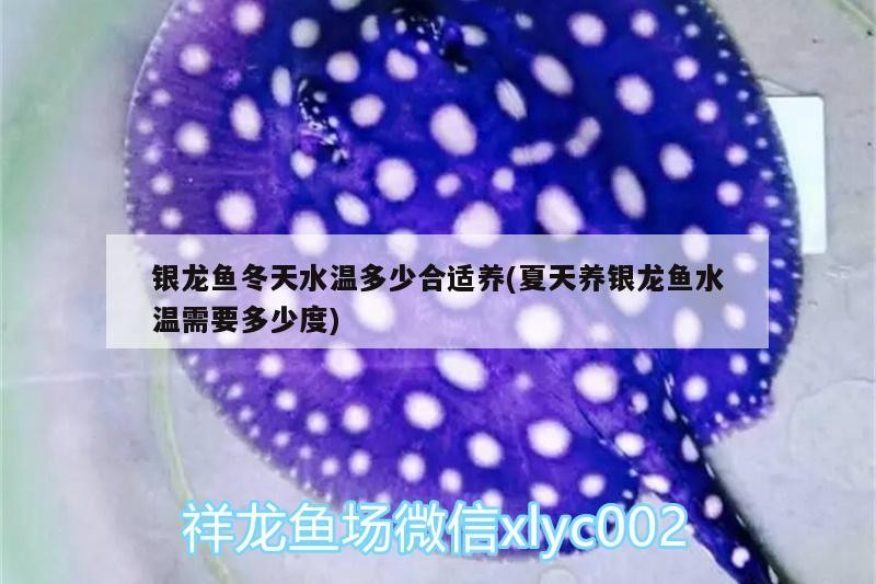 銀龍魚冬天水溫多少合適養(yǎng)(夏天養(yǎng)銀龍魚水溫需要多少度)