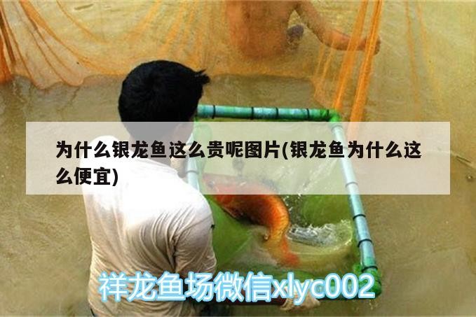 飼料 為什么銀龍魚這么貴呢圖片(銀龍魚為什么這么便宜) 銀龍魚百科 為什么銀龍魚這么貴呢圖片(銀龍魚為什么這么便宜) 為什么銀龍魚這么貴呢圖片(銀龍魚為什么這么便宜) 銀龍魚百科