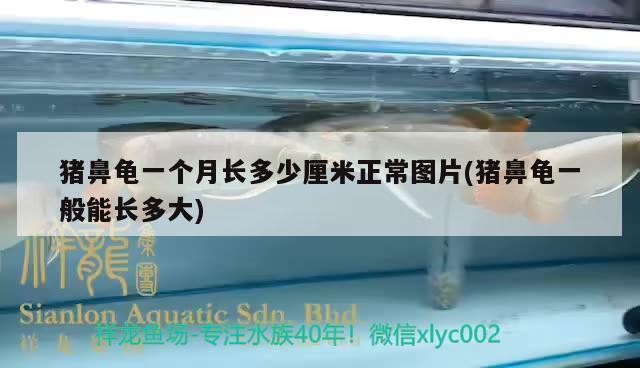 豬鼻龜一個月長多少厘米正常圖片(豬鼻龜一般能長多大)