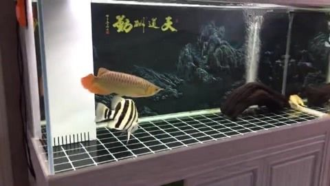 印尼虎魚溫度20度可以養嗎：印尼虎魚在20度的水溫下可以養嗎
