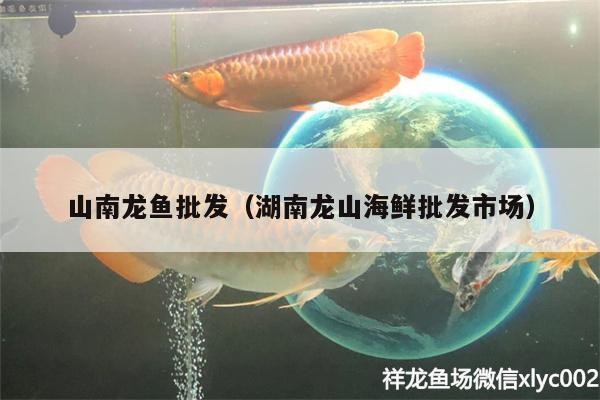 海西蒙古族藏族自治州紅龍魚價格2688貴嗎？