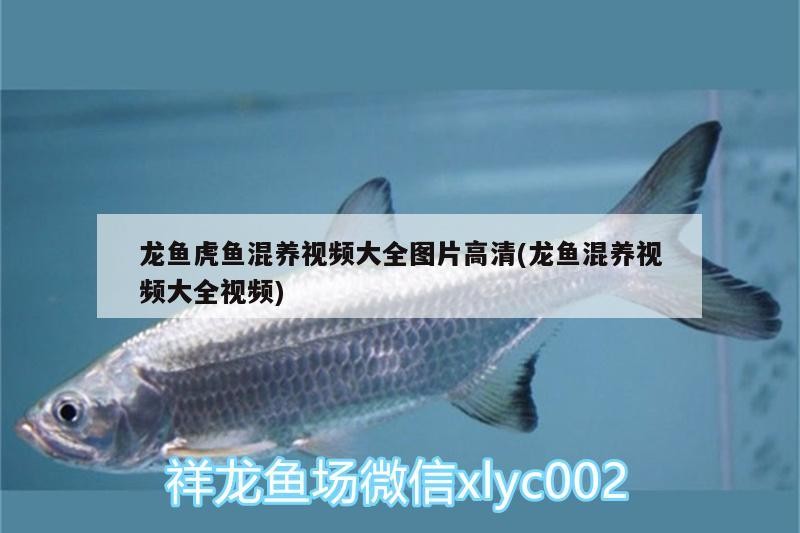 龍魚虎魚混養(yǎng)視頻大全圖片高清(龍魚混養(yǎng)視頻大全視頻)