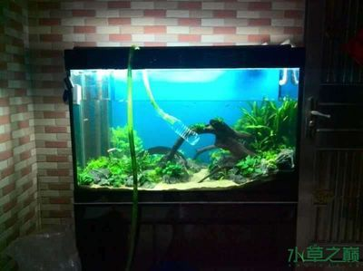 草缸改魚(yú)缸：草缸改魚(yú)缸的步驟