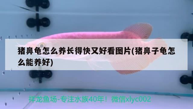 豬鼻龜怎么養長得快又好看圖片(豬鼻子龜怎么能養好)