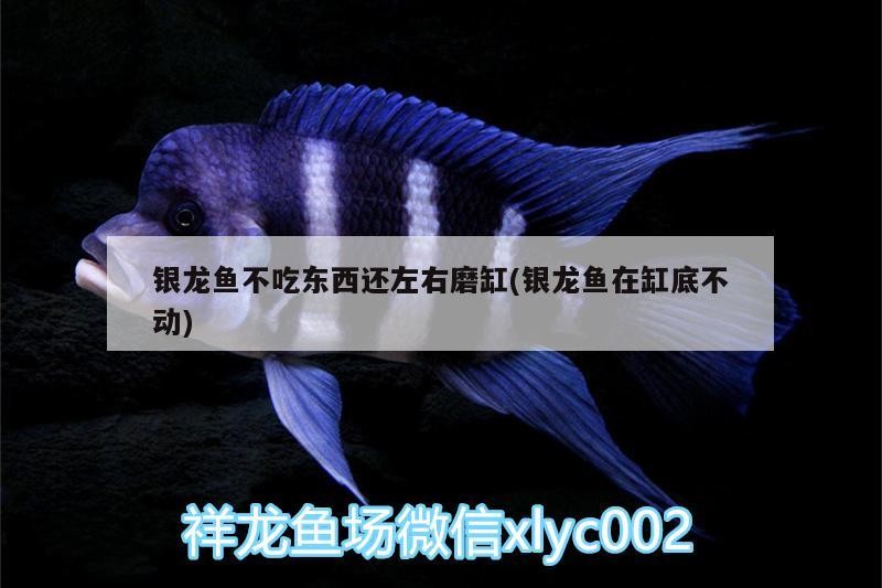 銀龍魚不吃東西還左右磨缸(銀龍魚在缸底不動)