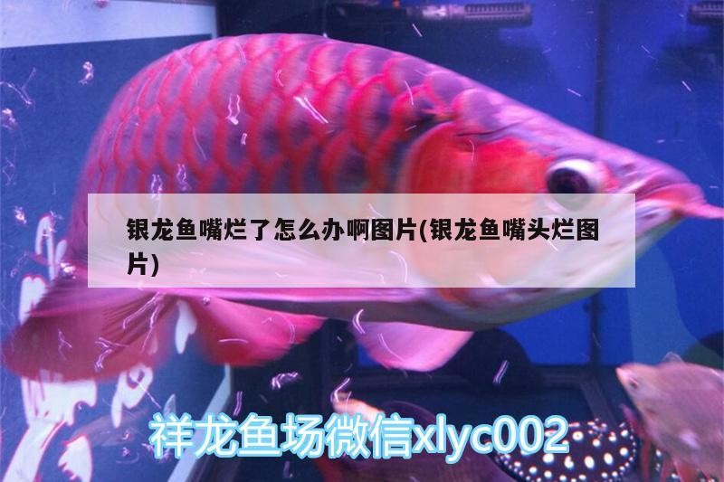 銀龍魚嘴爛了怎么辦啊圖片(銀龍魚嘴頭爛圖片)