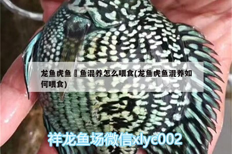 龍魚虎魚魟魚混養怎么喂食(龍魚虎魚混養如何喂食) 龍魚虎魚魟魚混養怎么喂食(龍魚虎魚混養如何喂食) 虎魚百科