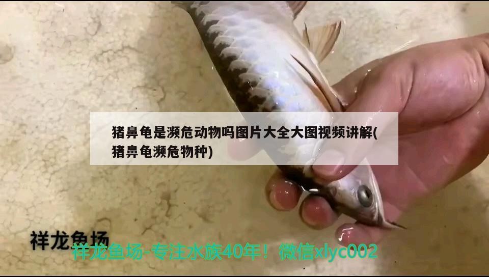 豬鼻龜是瀕危動物嗎圖片大全大圖視頻講解(豬鼻龜瀕危物種)