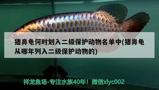 豬鼻龜何時劃入二級保護動物名單中(豬鼻龜從哪年列入二級保護動物的)