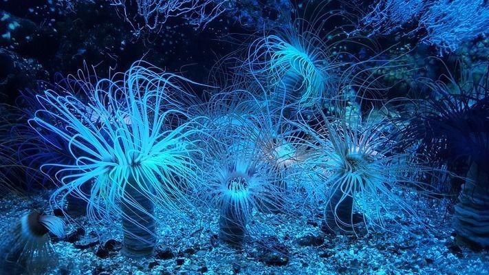 龍魚(yú)幼苗1-2厘米圖片