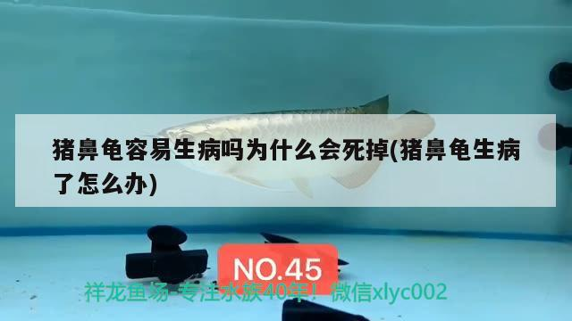 豬鼻龜容易生病嗎為什么會死掉(豬鼻龜生病了怎么辦)