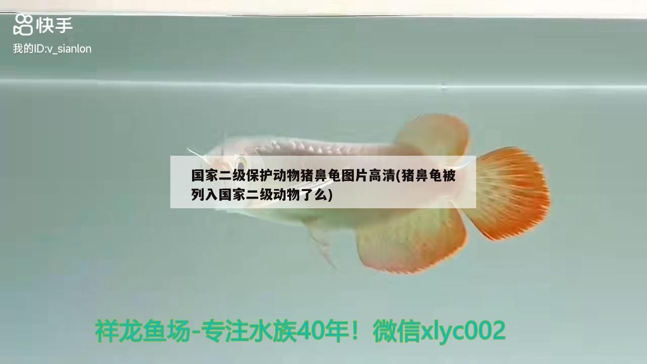 飼料 國家二級保護動物豬鼻龜圖片高清(豬鼻龜被列入國家二級動物了么) 豬鼻龜百科 國家二級保護動物豬鼻龜圖片高清(豬鼻龜被列入國家二級動物了么) 國家二級保護動物豬鼻龜圖片高清(豬鼻龜被列入國家二級動物了么) 豬鼻龜百科