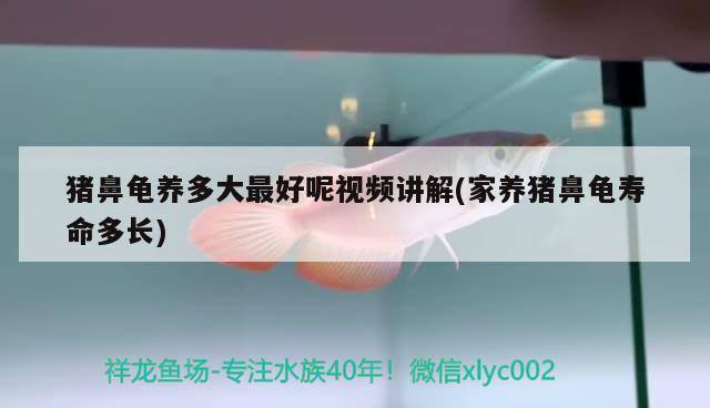 豬鼻龜養多大最好呢視頻講解(家養豬鼻龜壽命多長)