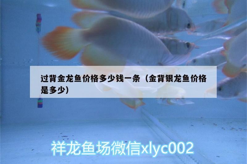 過背金龍魚價(jià)格多少錢一條（金背銀龍魚價(jià)格是多少）