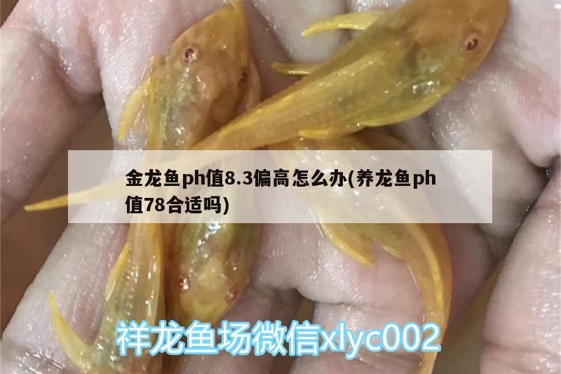 金龍魚ph值8.3偏高怎么辦(養龍魚ph值78合適嗎)
