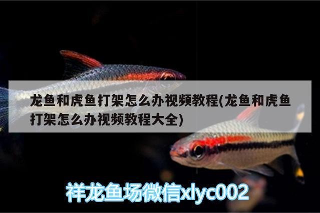龍魚(yú)和虎魚(yú)打架怎么辦視頻教程(龍魚(yú)和虎魚(yú)打架怎么辦視頻教程大全)