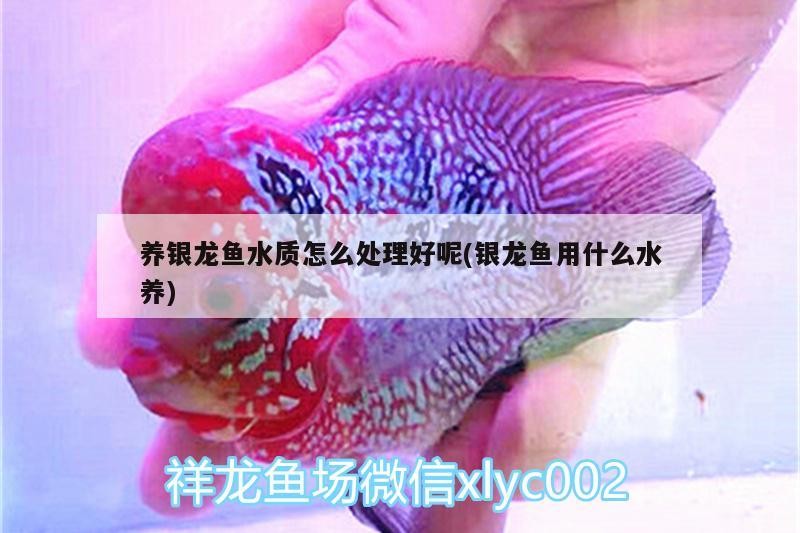 養(yǎng)銀龍魚(yú)水質(zhì)怎么處理好呢(銀龍魚(yú)用什么水養(yǎng))