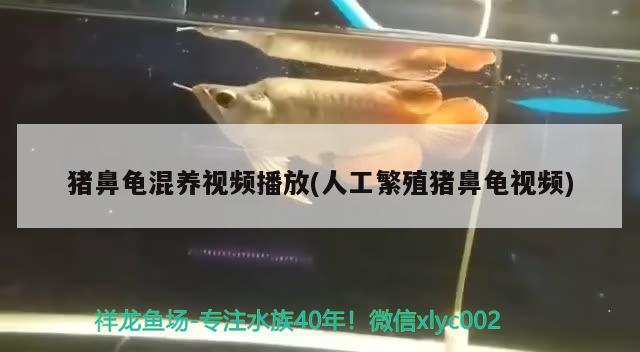 豬鼻龜混養視頻播放(人工繁殖豬鼻龜視頻)