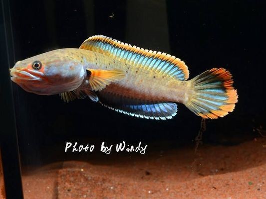 賽級龍魚什么顏色最貴