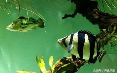 如何區分蘇門答臘虎魚和印尼虎：如何區分蘇門答臘虎魚和印尼虎魚