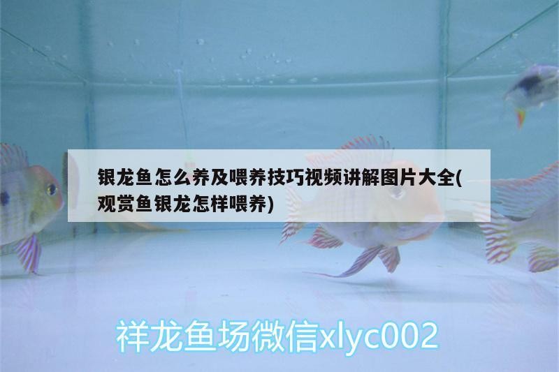 銀龍魚怎么養及喂養技巧視頻講解圖片大全(觀賞魚銀龍怎樣喂養)