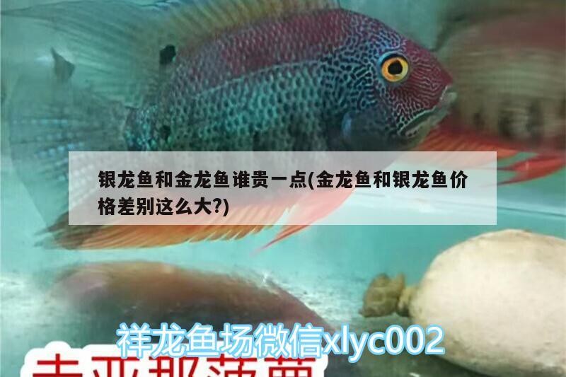 銀龍魚和金龍魚誰貴一點(金龍魚和銀龍魚價格差別這么大?) 銀龍魚和金龍魚誰貴一點(金龍魚和銀龍魚價格差別這么大?) 銀龍魚百科