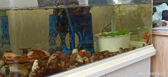 沉木放到魚缸里水微微發黃：如何處理沉木導致的魚缸水發黃的問題？