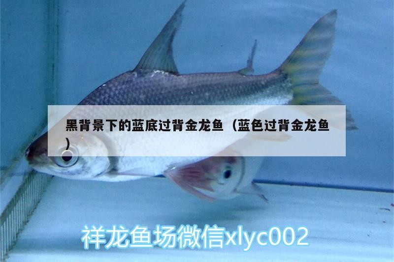 黑背景下的藍底過背金龍魚（藍色過背金龍魚）