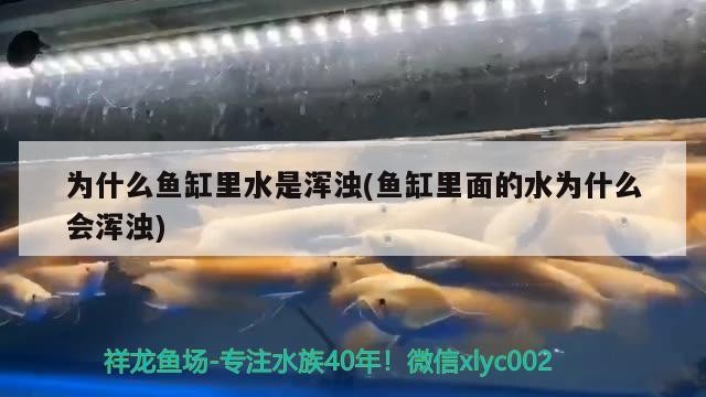 為什么魚缸里水是渾濁(魚缸里面的水為什么會渾濁)
