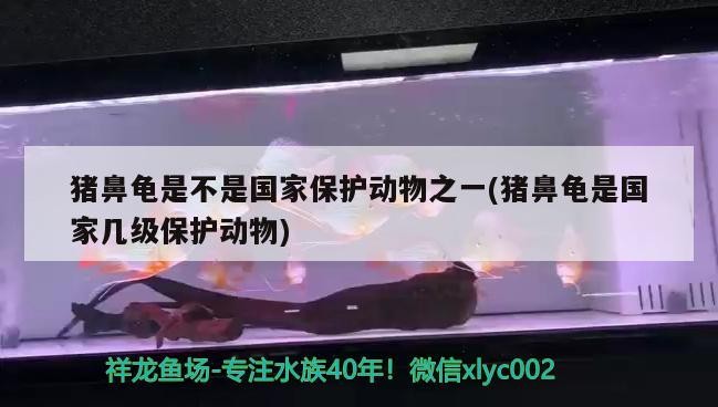 豬鼻龜是不是國家保護動物之一(豬鼻龜是國家幾級保護動物)