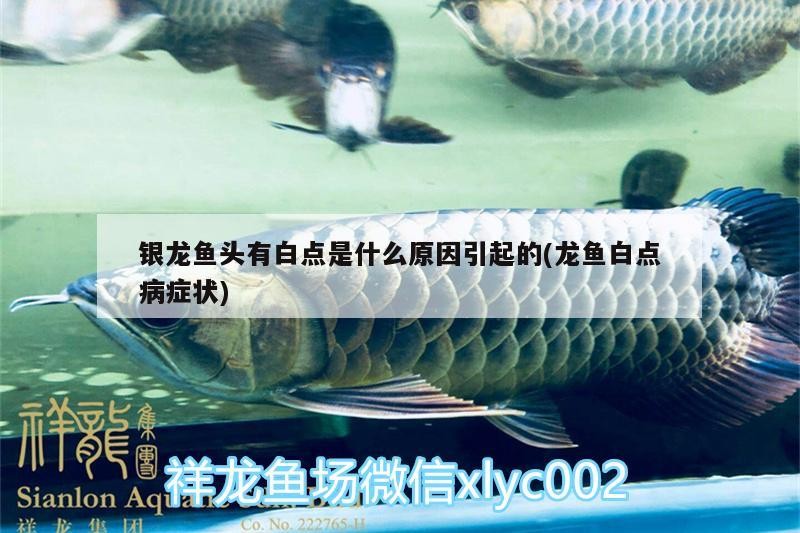 銀龍魚頭有白點是什么原因引起的(龍魚白點病癥狀)