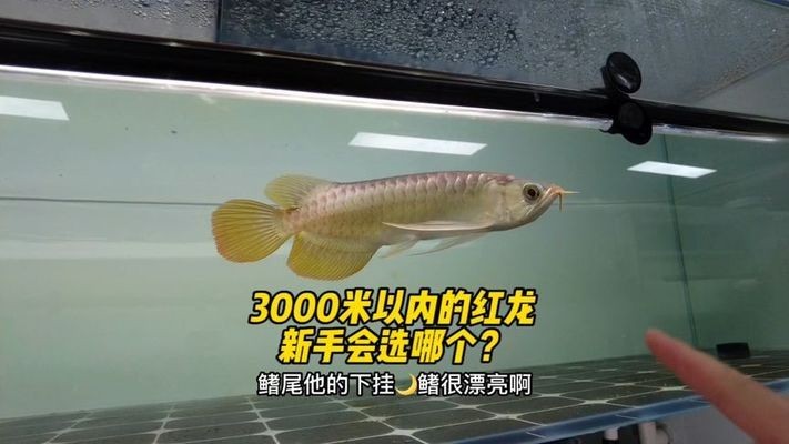煙臺紅龍魚價格2688貴嗎？