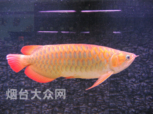 煙臺紅龍魚價格2688貴嗎？