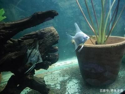 虎皮魚魚缸造景教學(xué)：虎皮魚魚缸造景教學(xué)：根據(jù)搜索結(jié)果整理的虎皮魚魚缸造景教學(xué)
