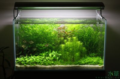 虎皮魚魚缸造景教學(xué)：虎皮魚魚缸造景教學(xué)：根據(jù)搜索結(jié)果整理的虎皮魚魚缸造景教學(xué)