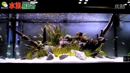 虎皮魚魚缸造景教學(xué)：虎皮魚魚缸造景教學(xué)：根據(jù)搜索結(jié)果整理的虎皮魚魚缸造景教學(xué)