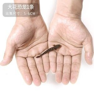 虎斑魚是一種適合家庭飼養的小型熱帶觀賞魚的小型熱帶觀賞魚：國王虎斑異型魚的飼養方法