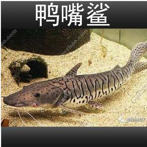 虎斑魚是一種適合家庭飼養的小型熱帶觀賞魚的小型熱帶觀賞魚：國王虎斑異型魚的飼養方法