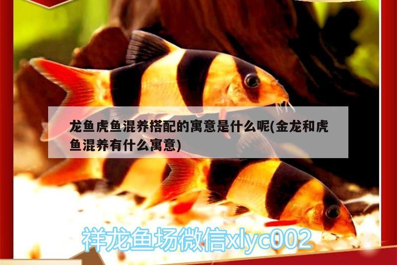 龍魚虎魚混養搭配的寓意是什么呢(金龍和虎魚混養有什么寓意)