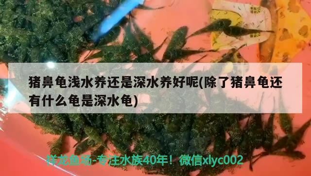 豬鼻龜淺水養(yǎng)還是深水養(yǎng)好呢(除了豬鼻龜還有什么龜是深水龜)