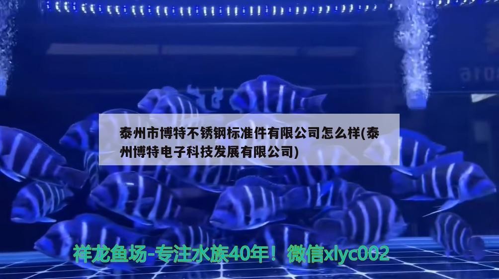 泰州市博特不銹鋼標準件有限公司怎么樣(泰州博特電子科技發展有限公司)
