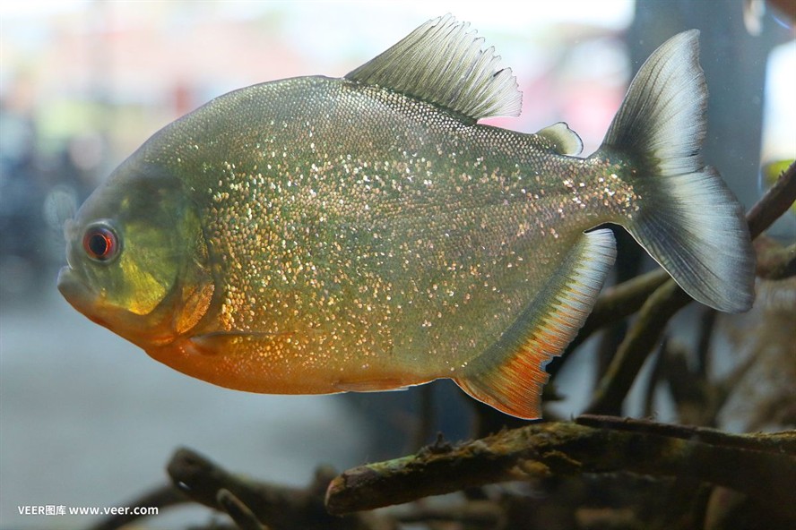 小蘇虎魚好養嗎：小蘇虎魚的養護難度主要取決于幾個因素