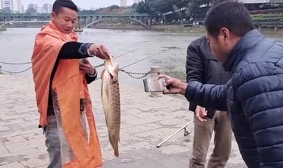 欽州龍魚vs祥龍魚場（欽州龍魚專賣店與祥龍魚場的區別）