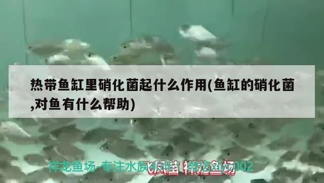 養金龍魚平時放硝化細菌嗎為什么vs祥龍魚場：養金龍魚時放硝化細菌是必要的 養金龍魚平時放硝化細菌嗎為什么vs祥龍魚場：養金龍魚時放硝化細菌是必要的 vs祥龍魚場 第2張