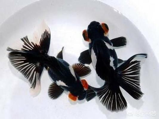 養金龍魚平時放硝化細菌嗎為什么vs祥龍魚場：養金龍魚時放硝化細菌是必要的 養金龍魚平時放硝化細菌嗎為什么vs祥龍魚場：養金龍魚時放硝化細菌是必要的 vs祥龍魚場 第4張