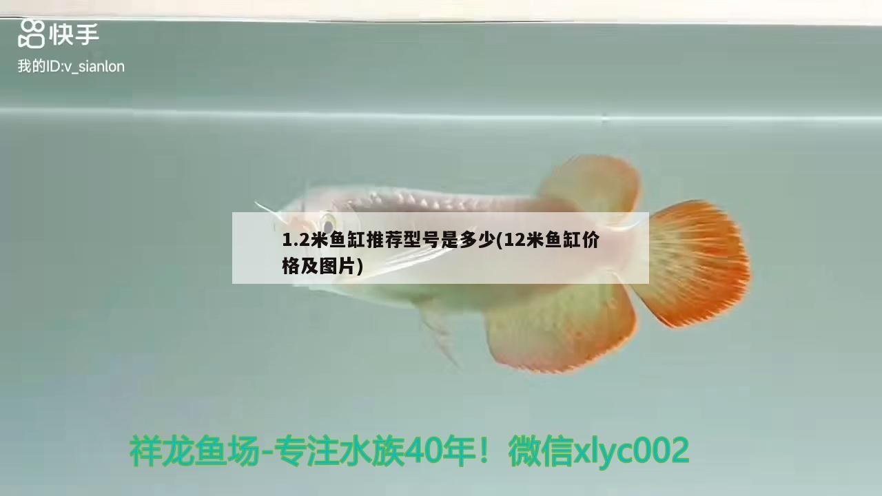 1.2米魚缸推薦型號是多少(12米魚缸價格及圖片)