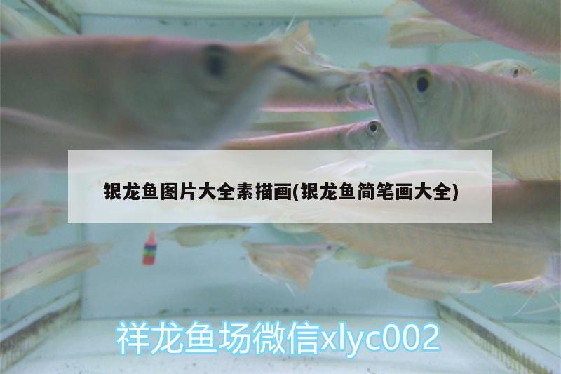 銀龍魚圖片大全素描畫(銀龍魚簡筆畫大全)