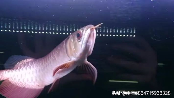 賽級藍底金龍正確答案