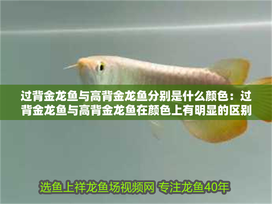 金龍魚顏色等級劃分